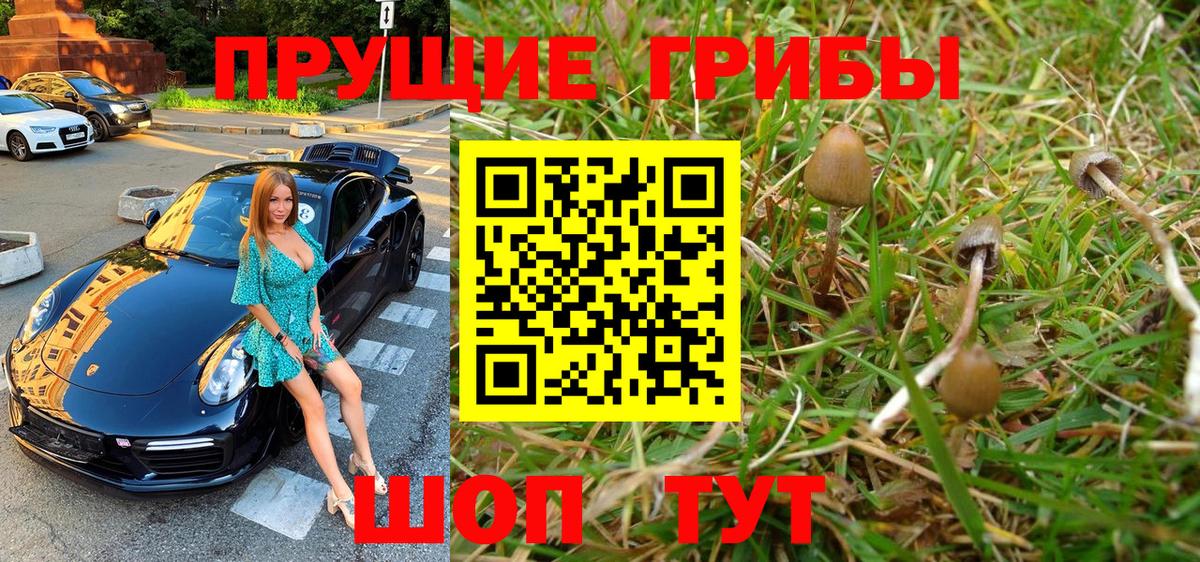 Псилоцибиновые грибы Psilocybine cubensis Алейск